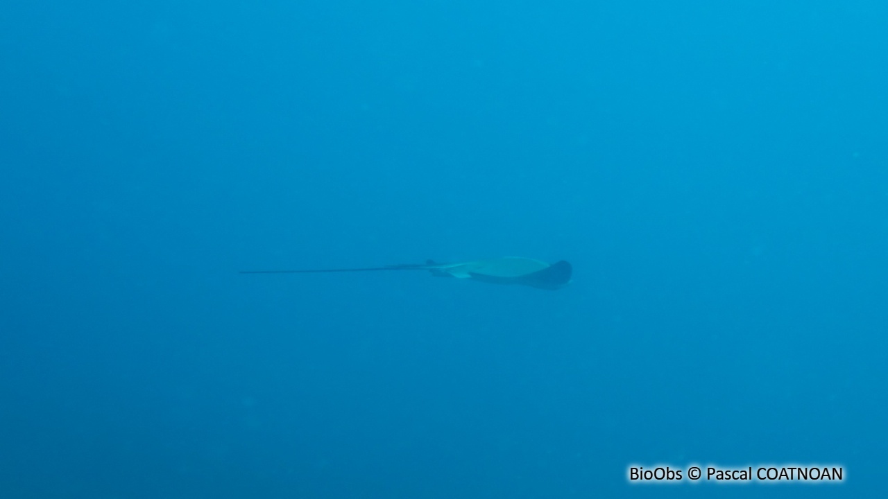 Raie aigle - Myliobatis aquila - Pascal COATNOAN - BioObs