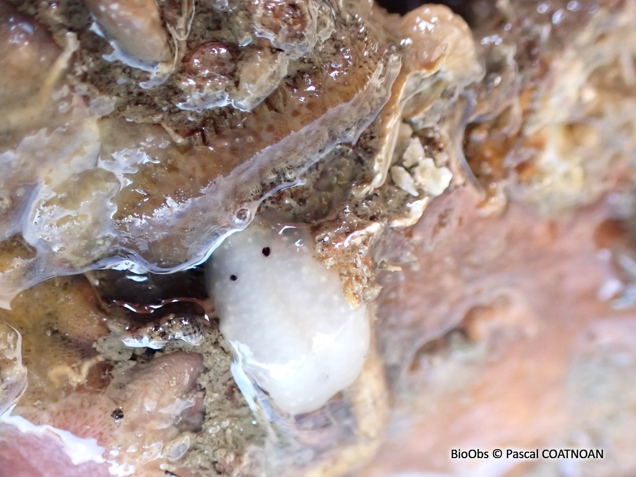 Cadline translucide - Cadlina pellucida - Pascal COATNOAN - BioObs