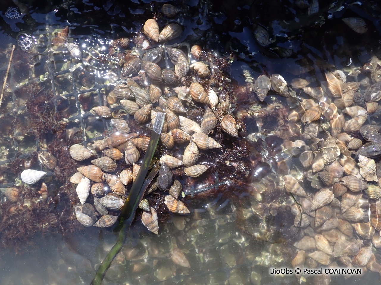 Nasse réticulée - Tritia reticulata - Pascal COATNOAN - BioObs