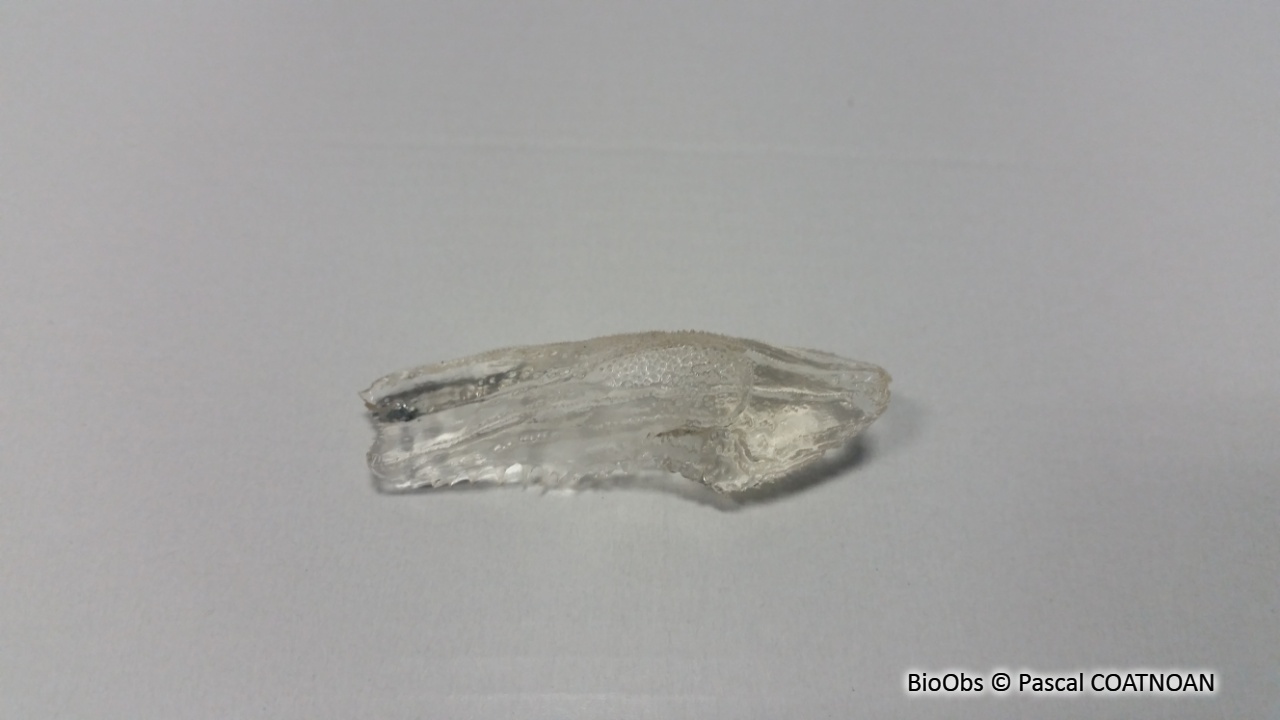 Papillon de mer - Cymbulia peronii - Pascal COATNOAN - BioObs