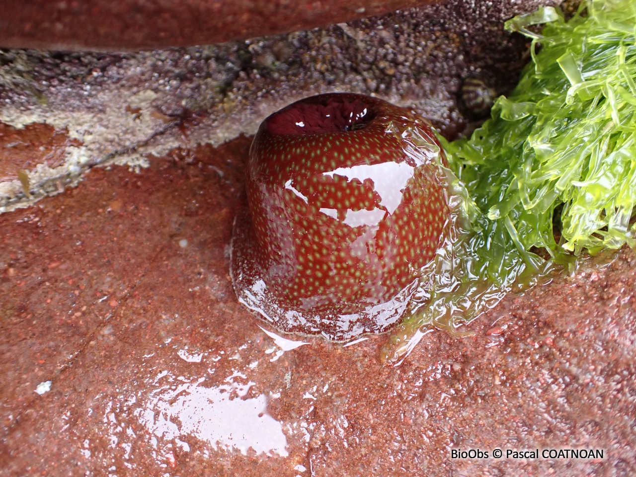 Anémone fraise - Actinia fragacea - Pascal COATNOAN - BioObs