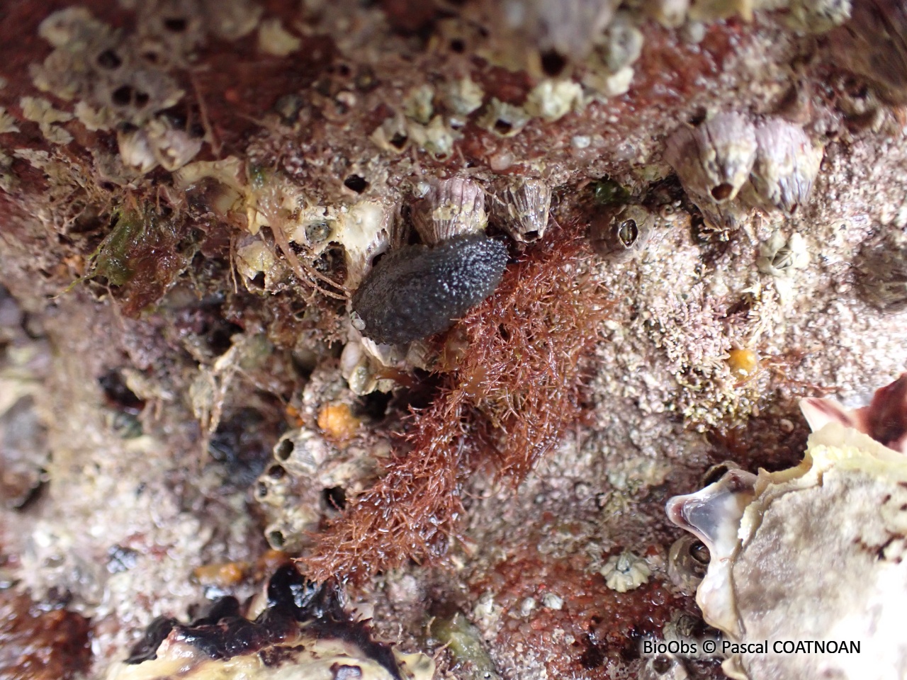 Limace celtique - Onchidella celtica - Pascal COATNOAN - BioObs