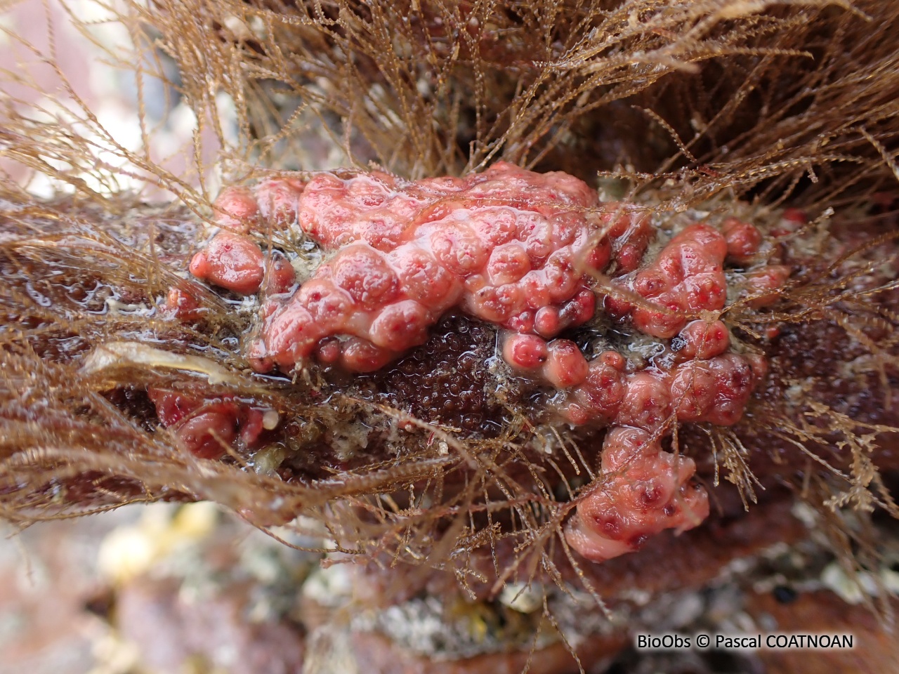 Ascidie varioleuse - Distomus variolosus - Pascal COATNOAN - BioObs