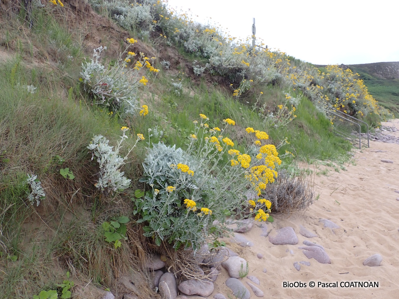 Cinéraire maritime - Jacobaea maritima - Pascal COATNOAN - BioObs