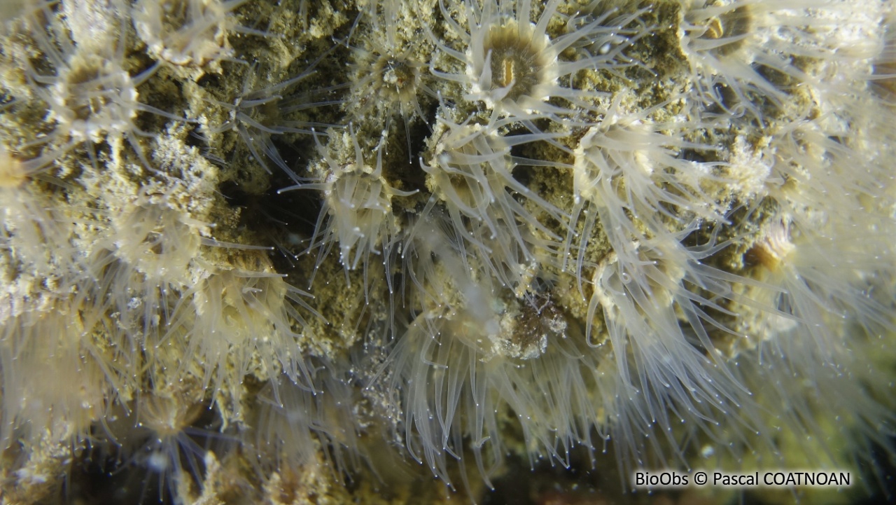 Anémone encroûtante brune - Epizoanthus couchii - Pascal COATNOAN - BioObs
