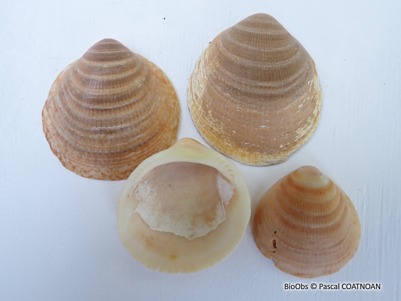 Amande de mer - Glycymeris glycymeris - Pascal COATNOAN - BioObs