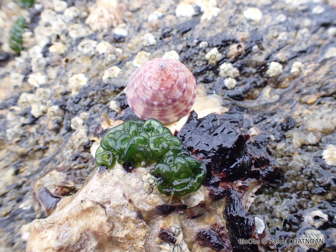 Rivulaire (genre) - Rivularia - Pascal COATNOAN - BioObs