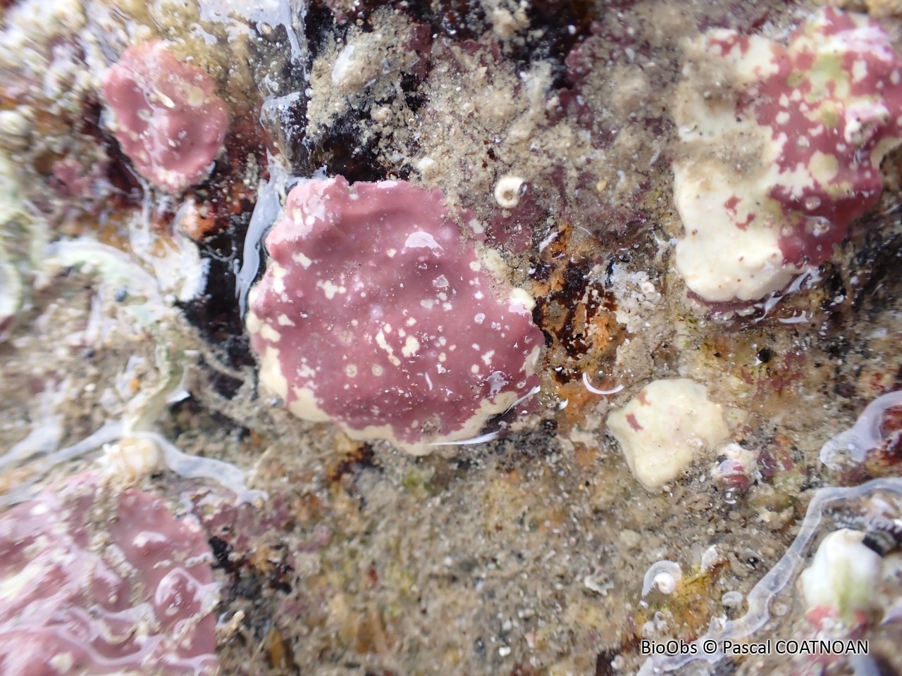 Algue feuille de pierre encroûtante - Lithophyllum incrustans - Pascal COATNOAN - BioObs