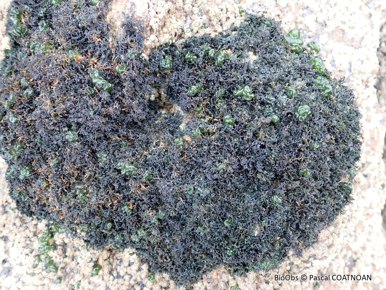 Rivulaire (genre) - Rivularia - Pascal COATNOAN - BioObs