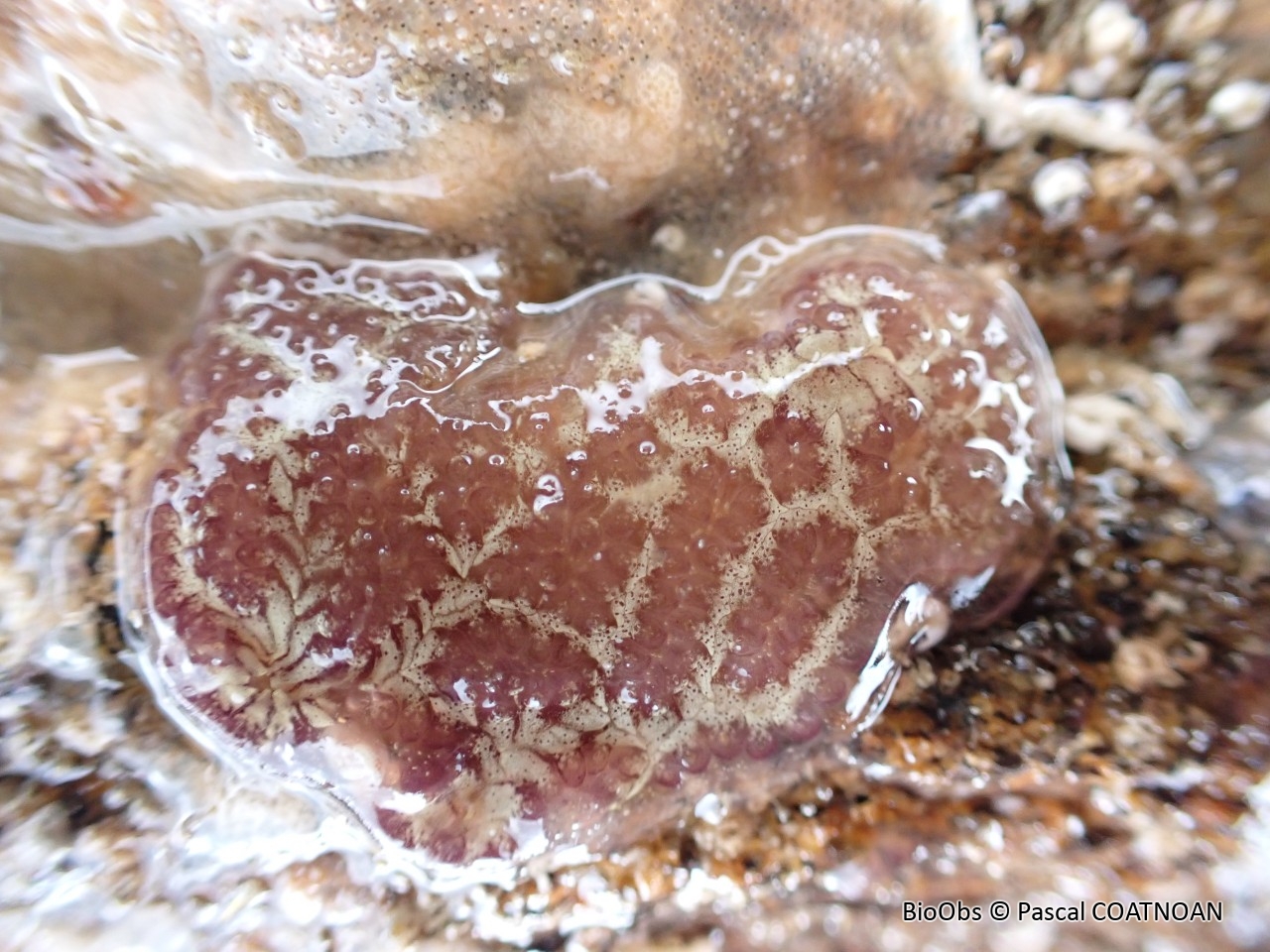 Botrylloïde - Botrylloides sp. - Pascal COATNOAN - BioObs