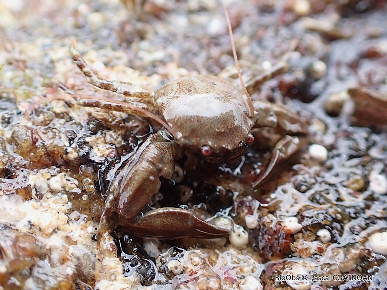 Crabe porcelaine à longues pinces - Pisidia longicornis - Pascal COATNOAN - BioObs