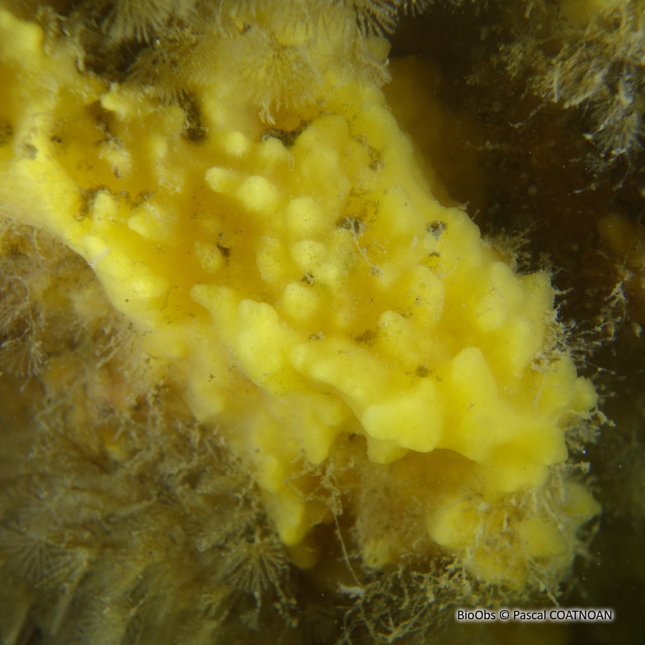 Eponge chinoise - Celtodoryx ciocalyptoides - Pascal COATNOAN - BioObs