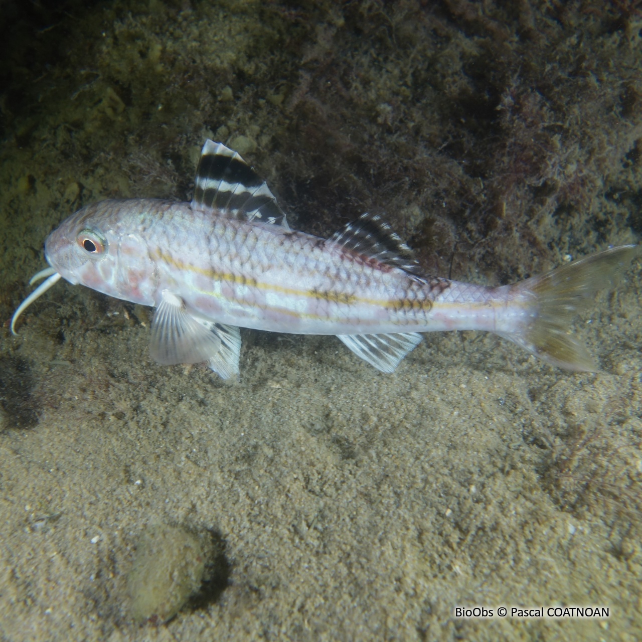 Rouget de roche - Mullus surmuletus - Pascal COATNOAN - BioObs