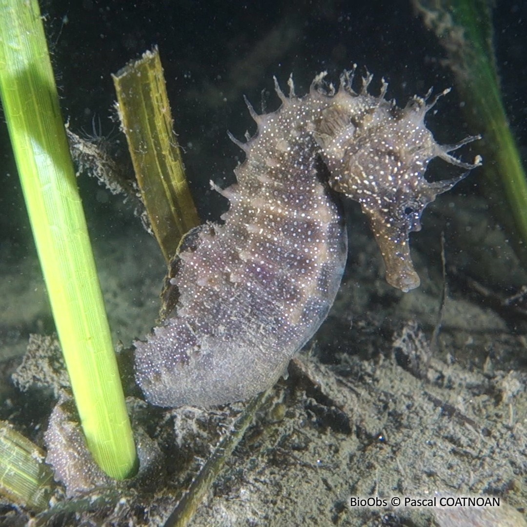Hippocampe moucheté - Hippocampus guttulatus - Pascal COATNOAN - BioObs
