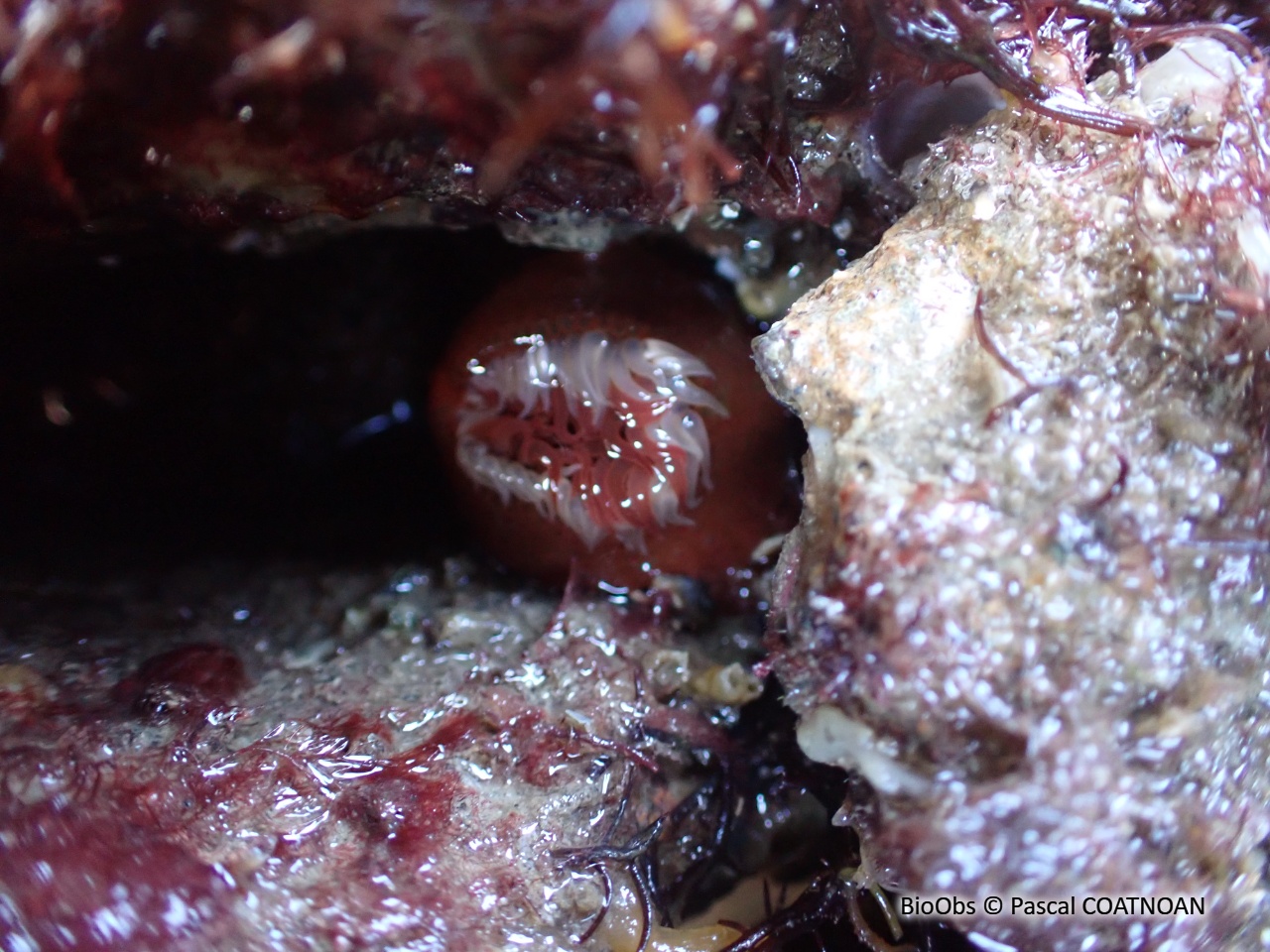 Actinie striée - Paractinia striata - Pascal COATNOAN - BioObs