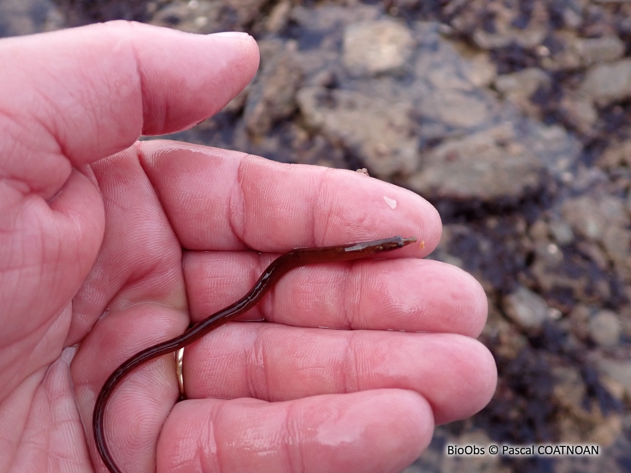 Nérophis lombric - Nerophis lumbriciformis - Pascal COATNOAN - BioObs