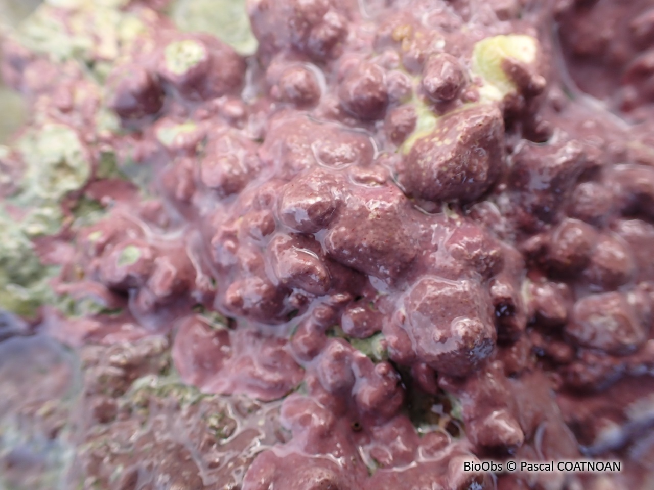 Algue feuille de pierre encroûtante - Lithophyllum incrustans - Pascal COATNOAN - BioObs