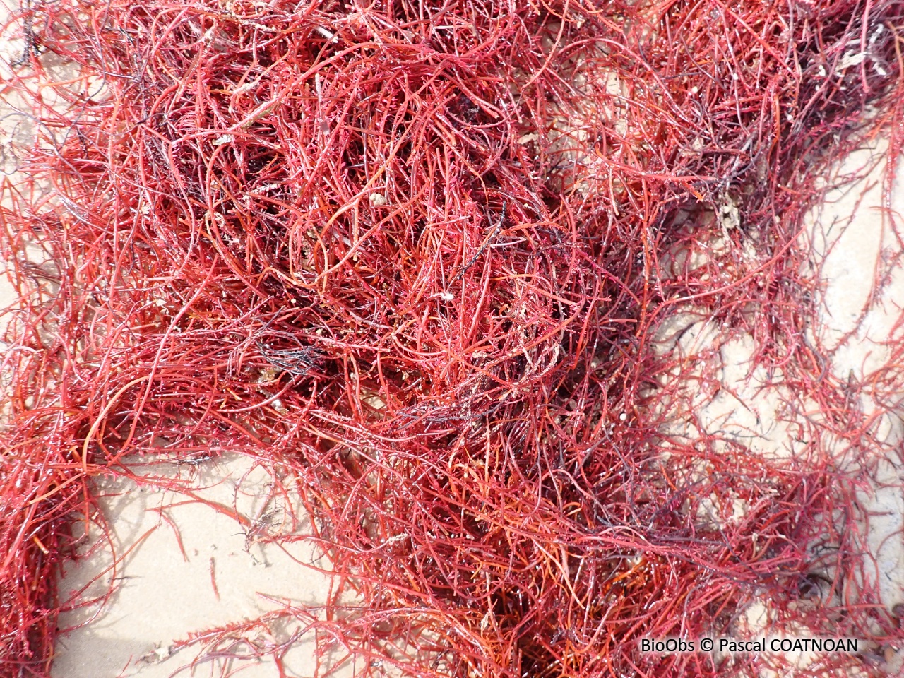 Cordes de Solier - Solieria chordalis - Pascal COATNOAN - BioObs