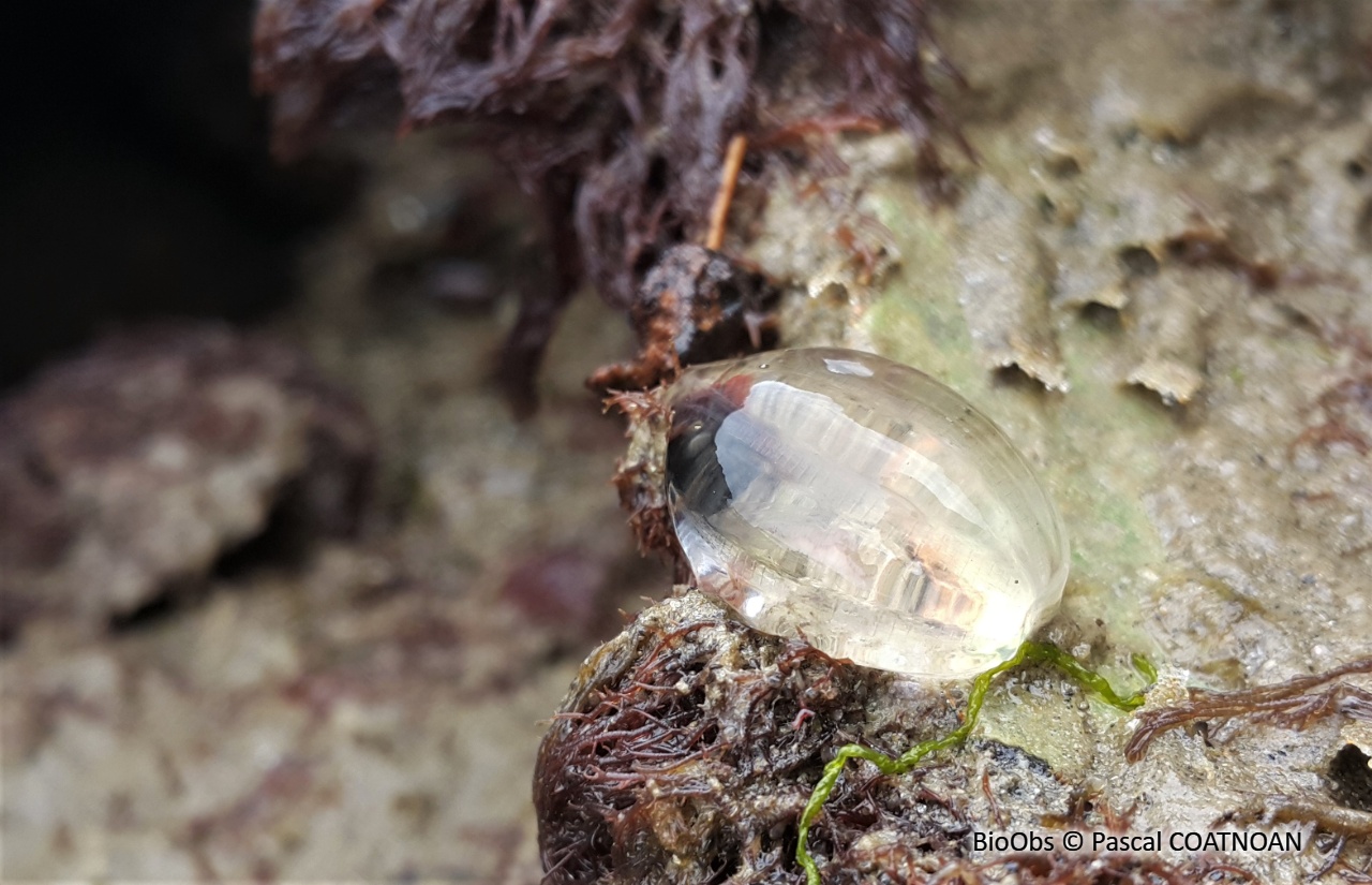 Groseille de mer - Pleurobrachia pileus - Pascal COATNOAN - BioObs