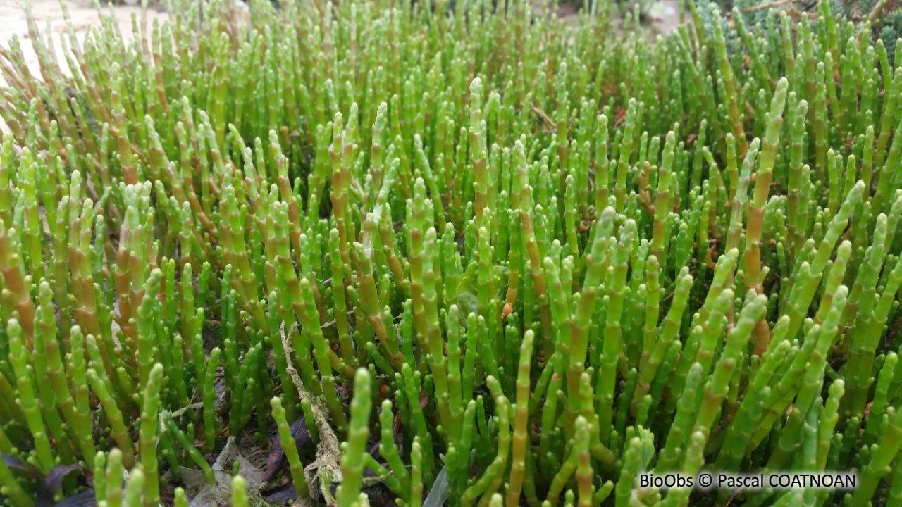 Salicorne - Salicornia spp. - Pascal COATNOAN - BioObs