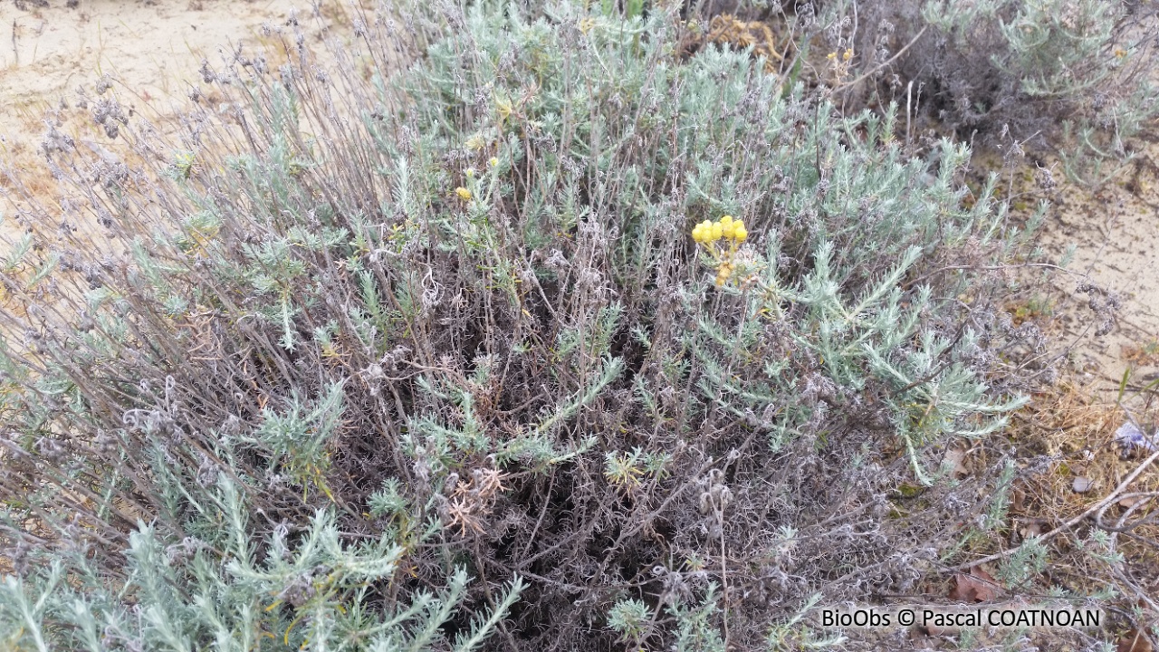 Immortelle des dunes - Helichrysum stoechas - Pascal COATNOAN - BioObs