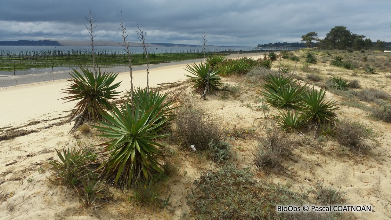 Yucca des dunes - Yucca gloriosa - Pascal COATNOAN - BioObs
