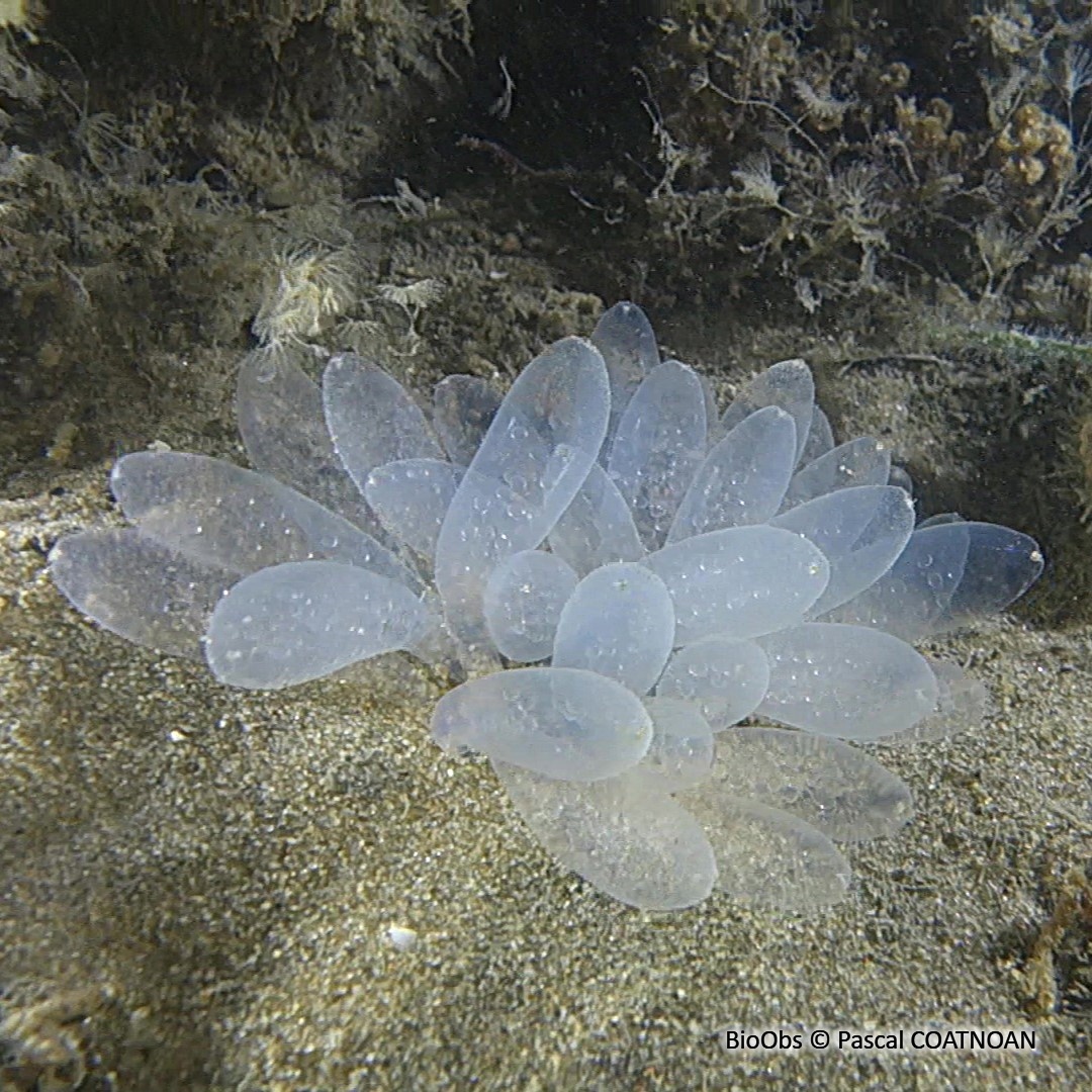 Calmar allotheutis ponte - Alloteuthis - Pascal COATNOAN - BioObs