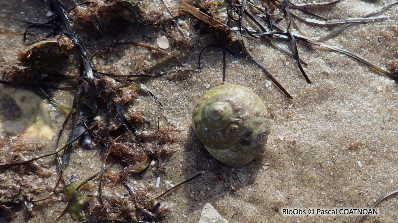 Gibbule mage - Gibbula magus - Pascal COATNOAN - BioObs