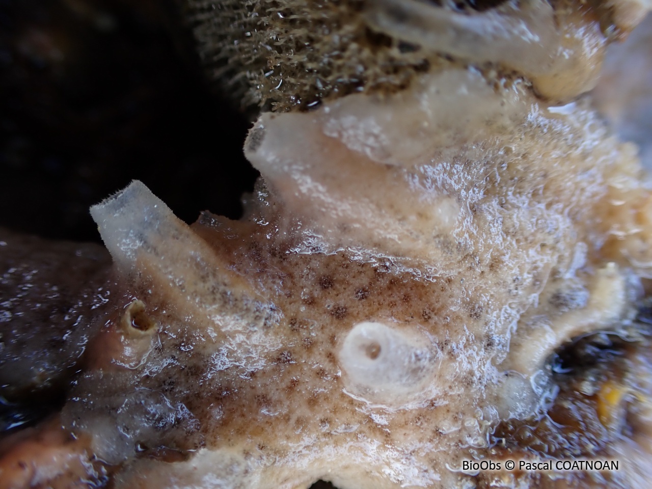 Eponge mie de pain - Halichondria (Halichondria) panicea - Pascal COATNOAN - BioObs