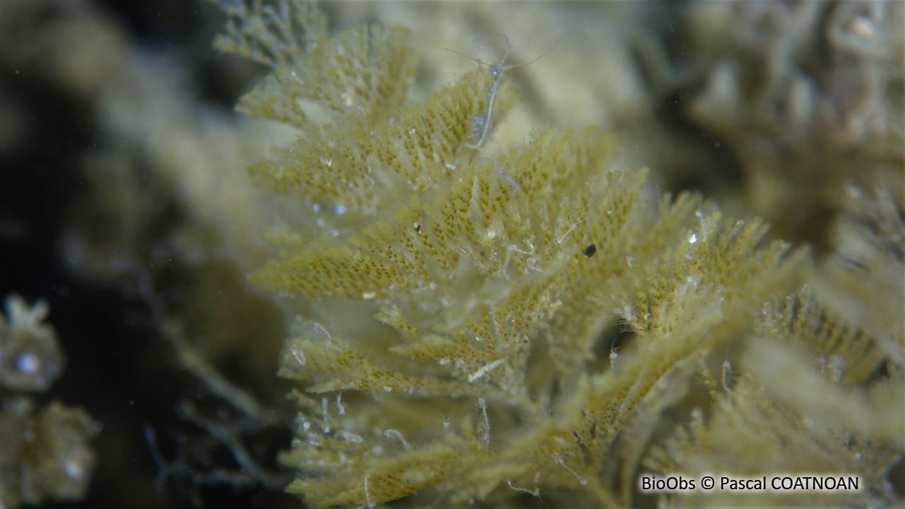 Bugule plumeuse - Crisularia plumosa - Pascal COATNOAN - BioObs