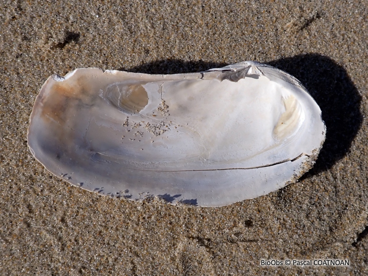 Grande lutraire - Lutraria oblonga - Pascal COATNOAN - BioObs