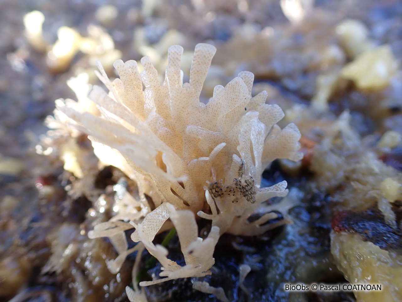 Chartelle, petite flustre - Chartella papyracea - Pascal COATNOAN - BioObs