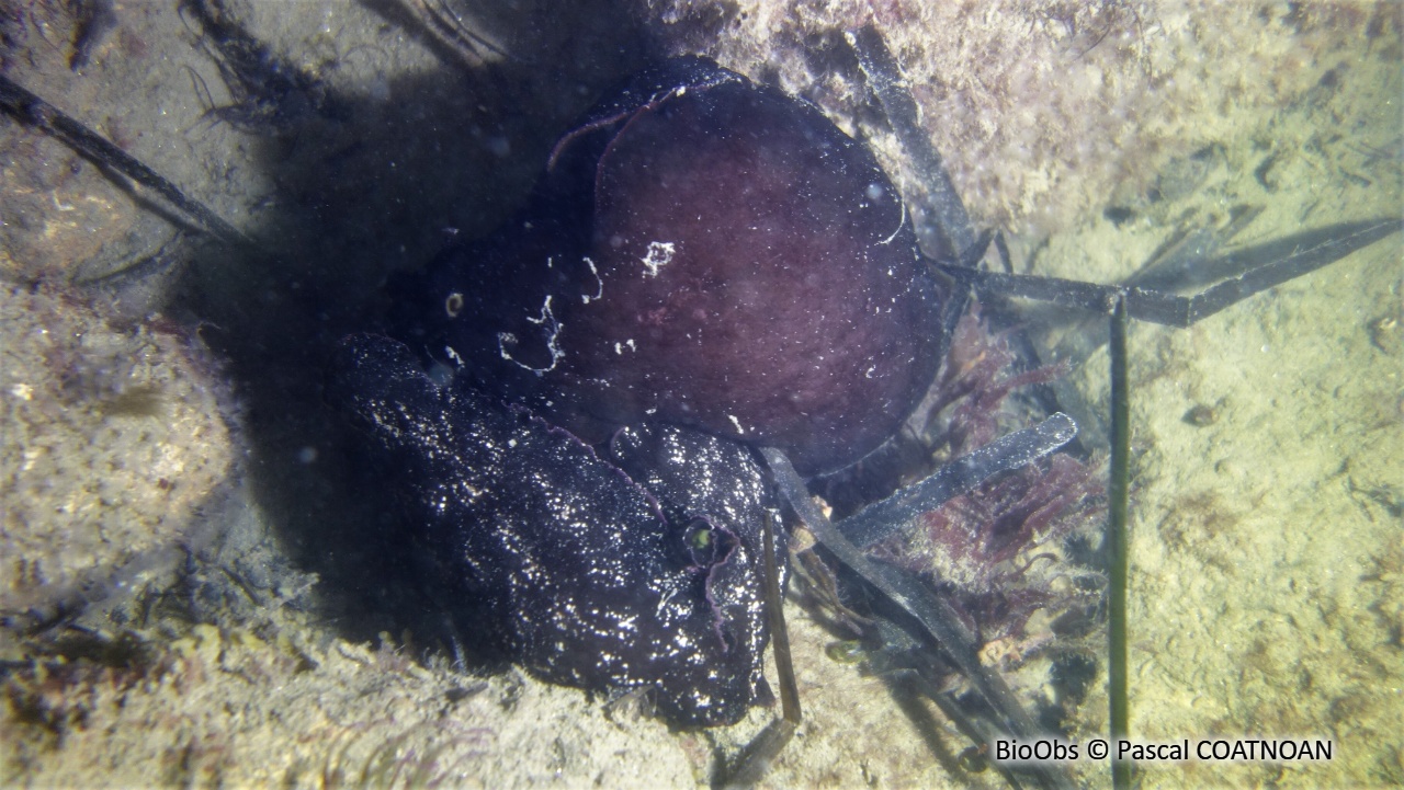 Lièvre de mer, aplysie fasciée - Aplysia fasciata - Pascal COATNOAN - BioObs