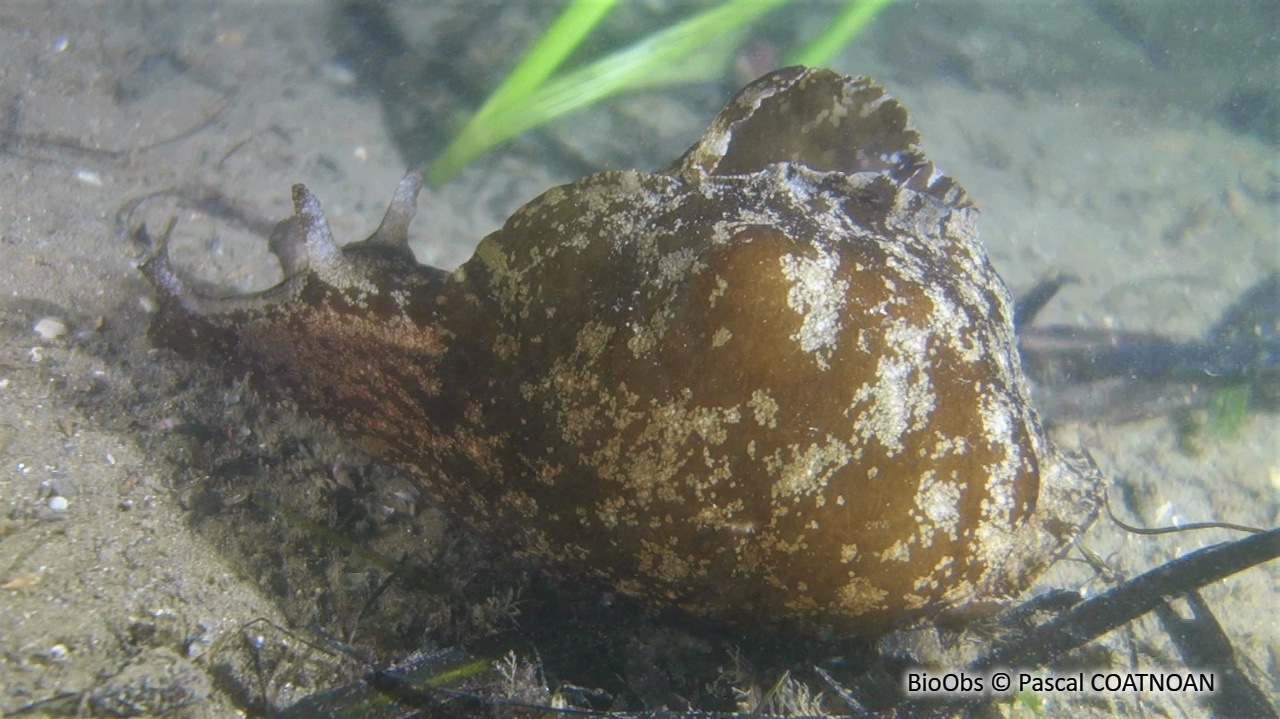 Lièvre de mer (depilans) - Aplysia depilans - Pascal COATNOAN - BioObs