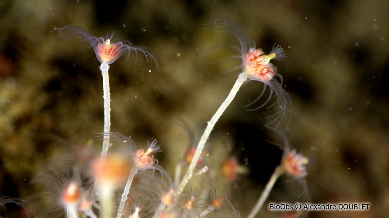 Grande tubulaire - Tubularia indivisa - Alexandre DOUBLET - BioObs