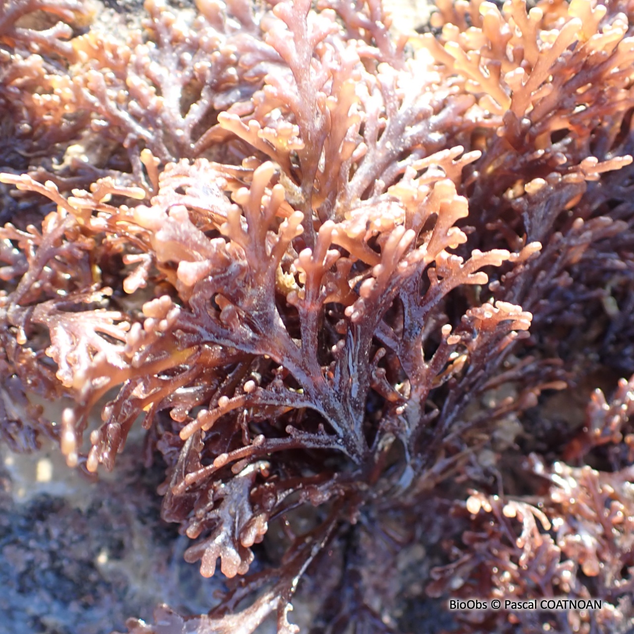 Dulse poivrée - Osmundea pinnatifida - Pascal COATNOAN - BioObs
