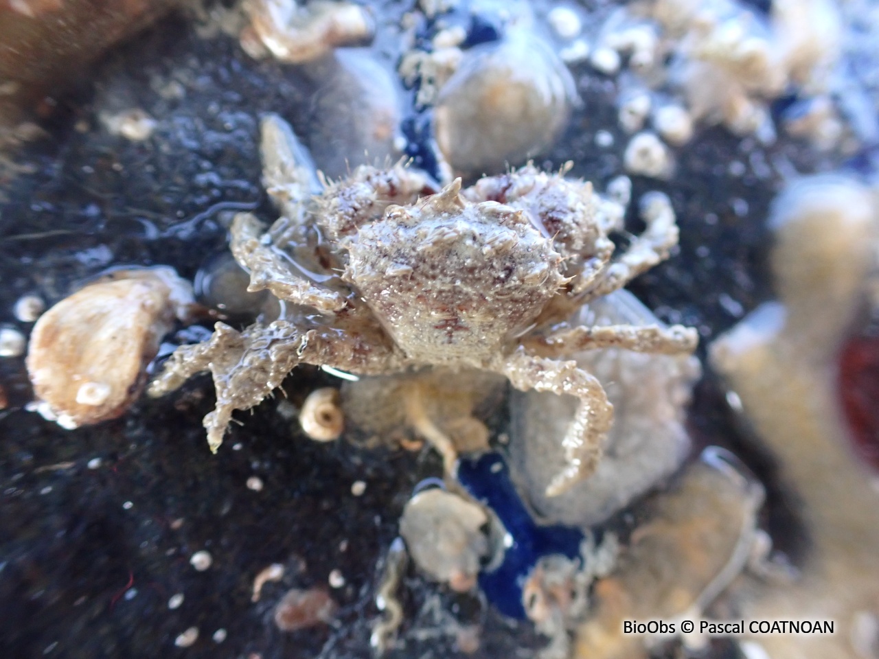 Pilumne hirsute - Pilumnus hirtellus - Pascal COATNOAN - BioObs