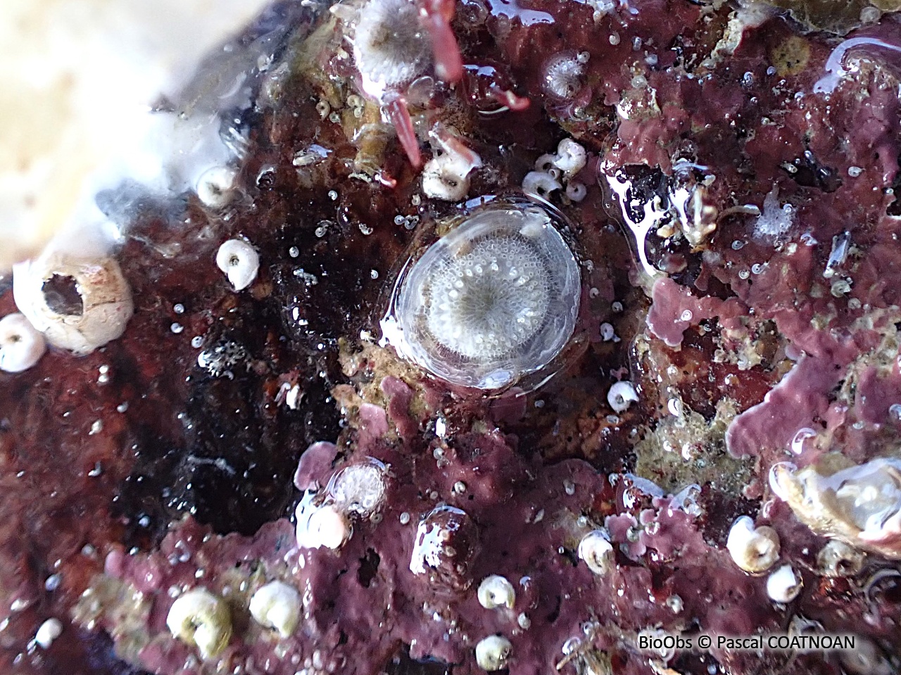 Plagioécie-assiette - Plagioecia patina - Pascal COATNOAN - BioObs