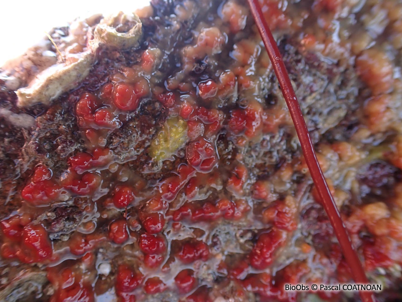 Oscarelle rouge - Aplysilla rubra - Pascal COATNOAN - BioObs