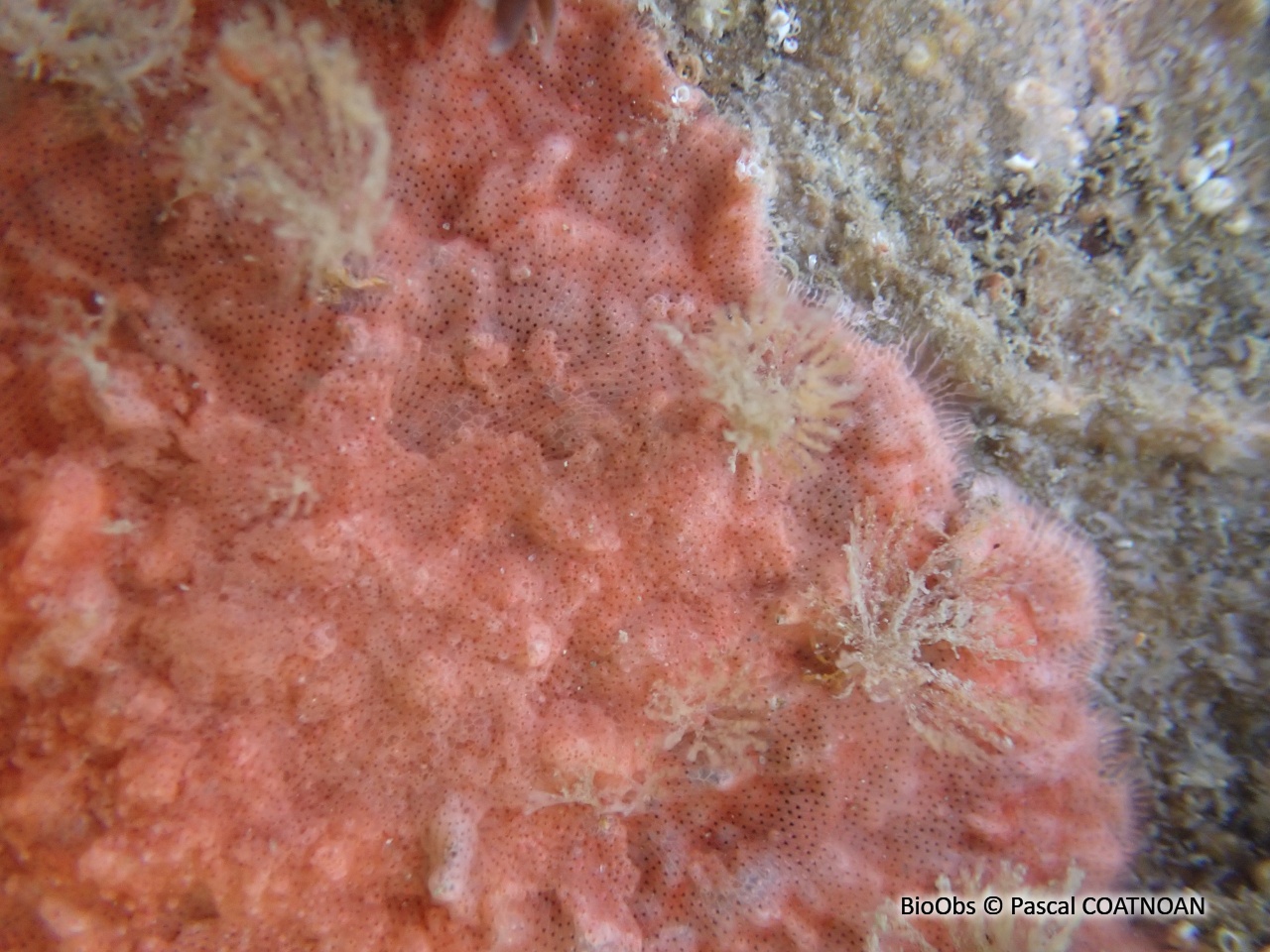 Schizomavelle à lignes régulières - Schizomavella (Schizomavella) linearis - Pascal COATNOAN - BioObs