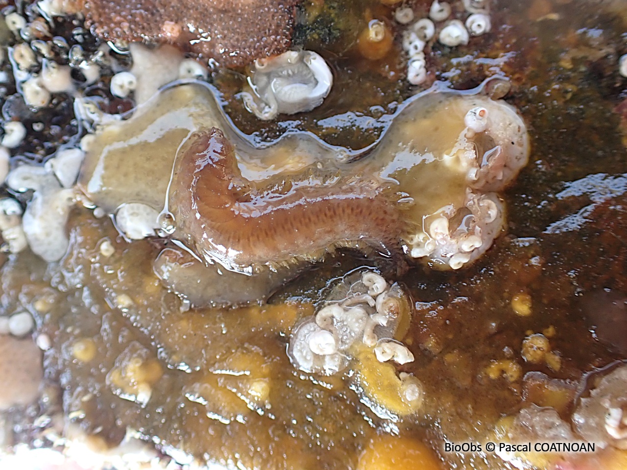 Harmothoe - Harmothoe extenuata - Pascal COATNOAN - BioObs