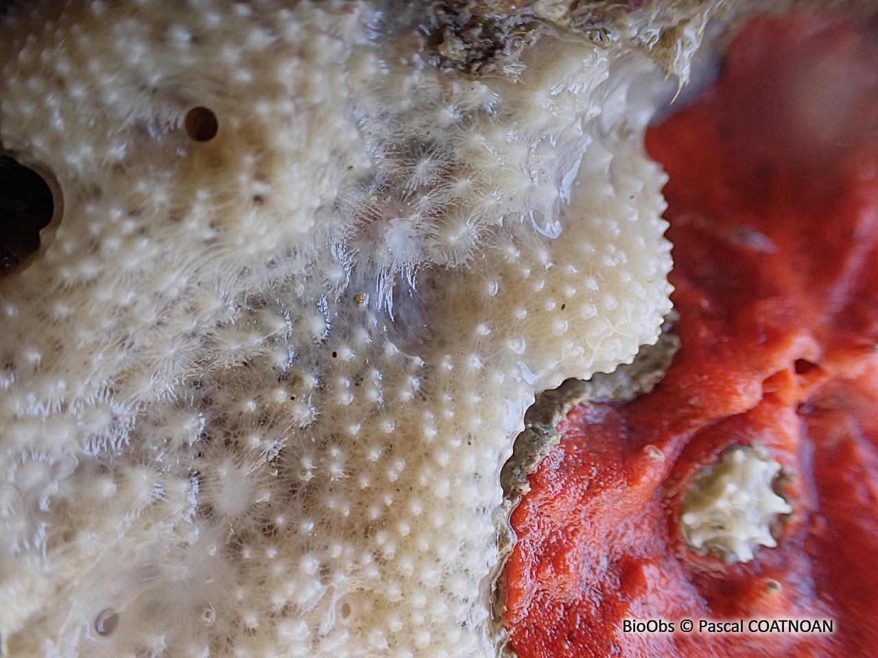 Eponge mie de pain mouillée - Dysidea fragilis - Pascal COATNOAN - BioObs