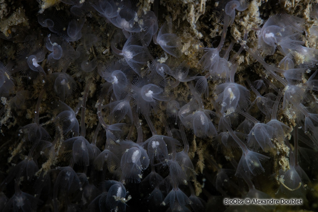 Petit phoronidien - Phoronis hippocrepia - Alexandre Doublet - BioObs