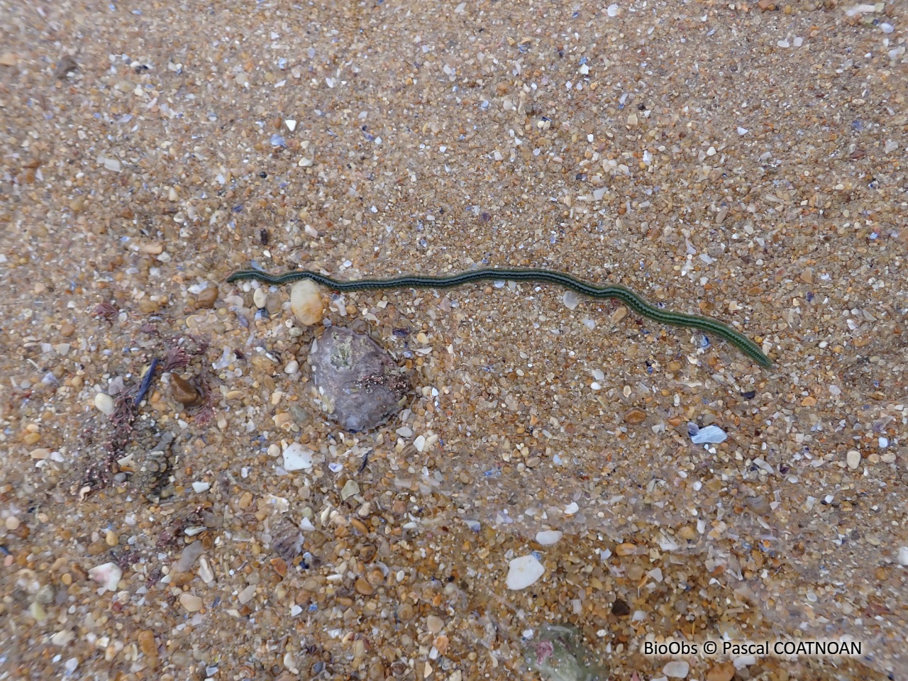 Eulalie - Eulalia clavigera - Pascal COATNOAN - BioObs