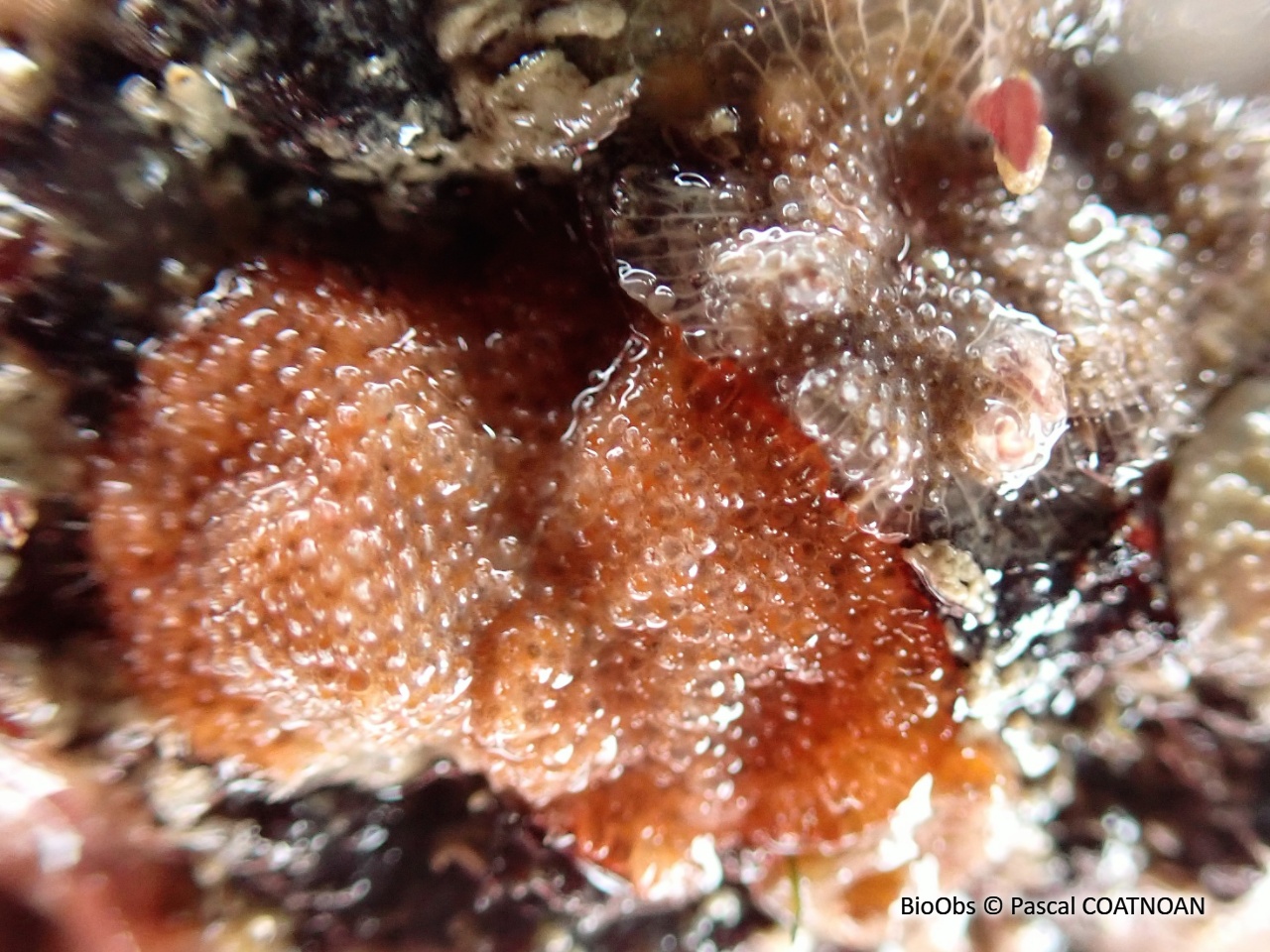 Bryozoaire encroûtant rouge - Schizobrachiella sanguinea - Pascal COATNOAN - BioObs