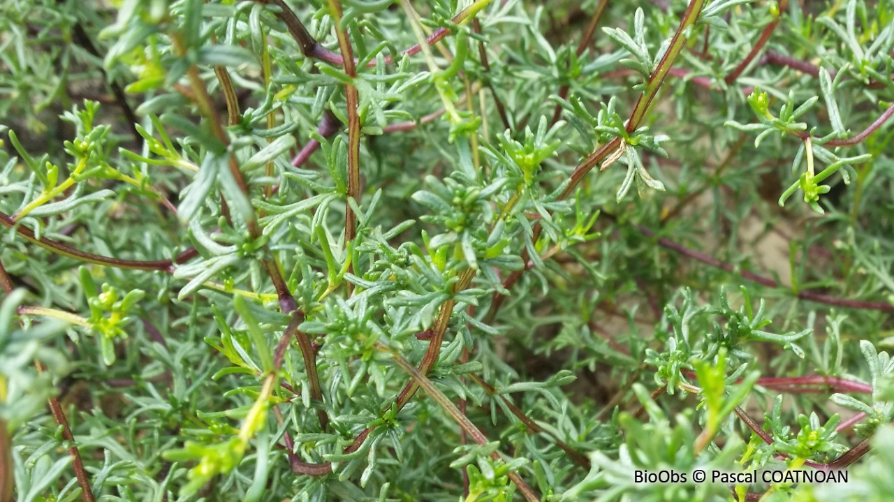 Armoise de Loyd - Artemisia campestris subsp. maritima - Pascal COATNOAN - BioObs