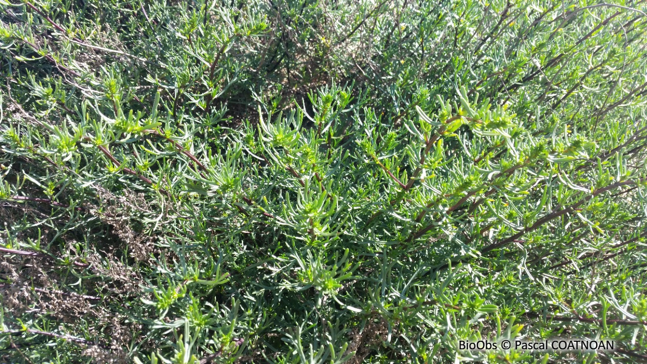 Armoise de Loyd - Artemisia campestris subsp. maritima - Pascal COATNOAN - BioObs
