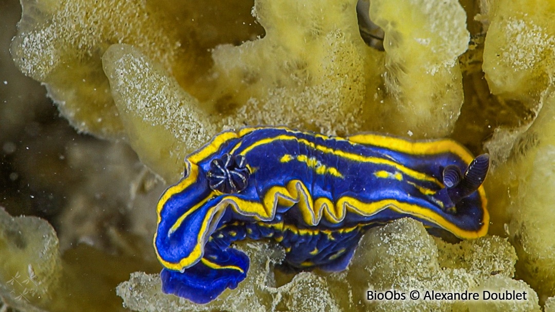 Doris cantabrique - Felimare cantabrica - Alexandre Doublet - BioObs