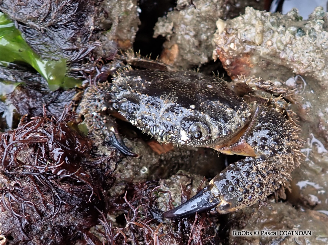 Crabe verruqueux - Eriphia verrucosa - Pascal COATNOAN - BioObs