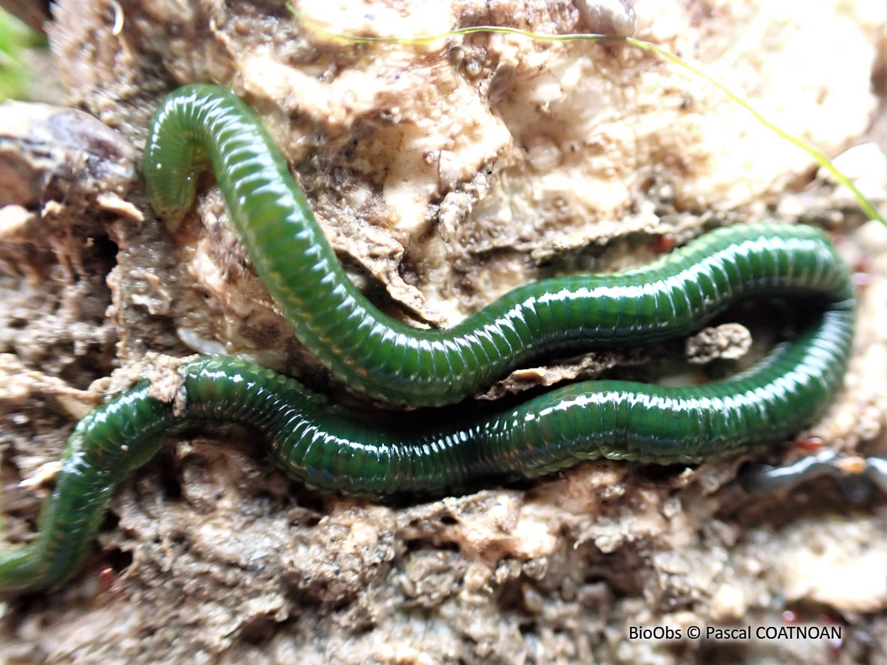 Eulalie - Eulalia clavigera - Pascal COATNOAN - BioObs